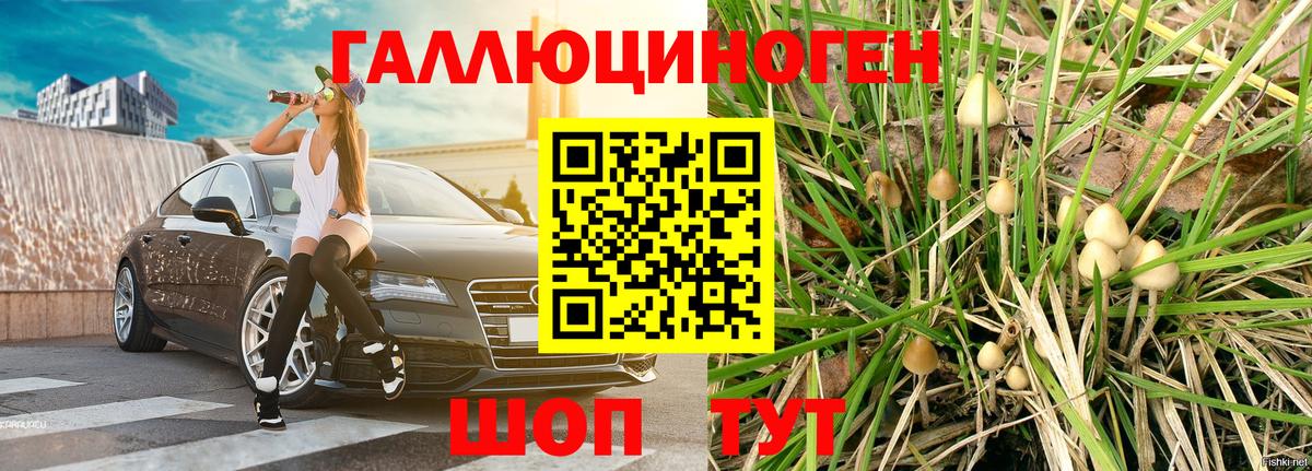 Галлюциногенные грибы MAGIC MUSHROOMS  купить   Карачаевск  Псилоцибиновые грибы прущие грибы  Вход с VPN 